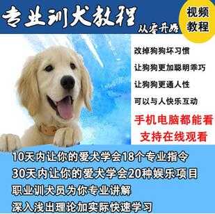 唐伟敏训犬教程-训狗教程，专业训狗视频教程-副业网