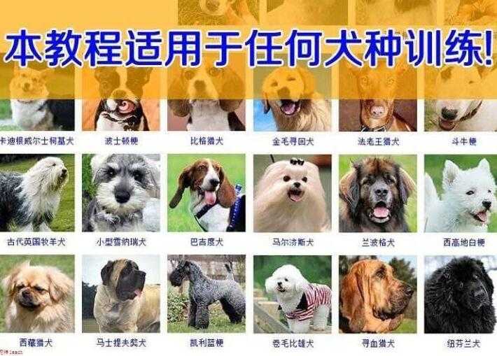狗狗技能训练视频，训犬/训狗教程视频-副业网